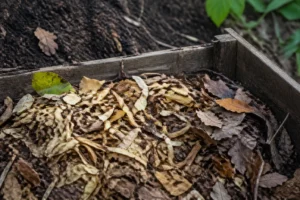Épluchures pommes de terre hachées dans compost naturel pour jardin fertile