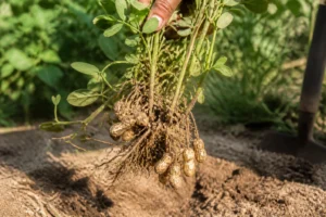 Plant d'arachide arraché du sol révélant des gousses de cacahuètes accrochées aux racines dans un jardin