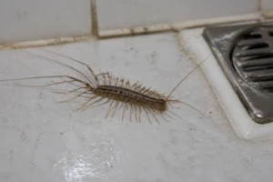 Mille-pattes domestique sur carrelage humide de salle de bain, vue rapprochée réaliste
