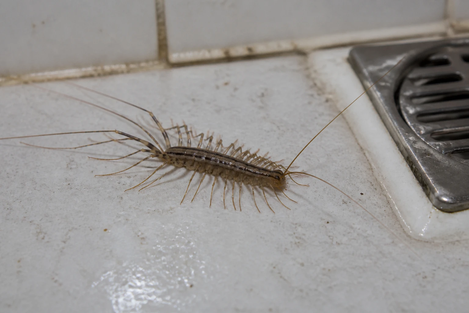 Mille-pattes dans la maison : signification et que faire