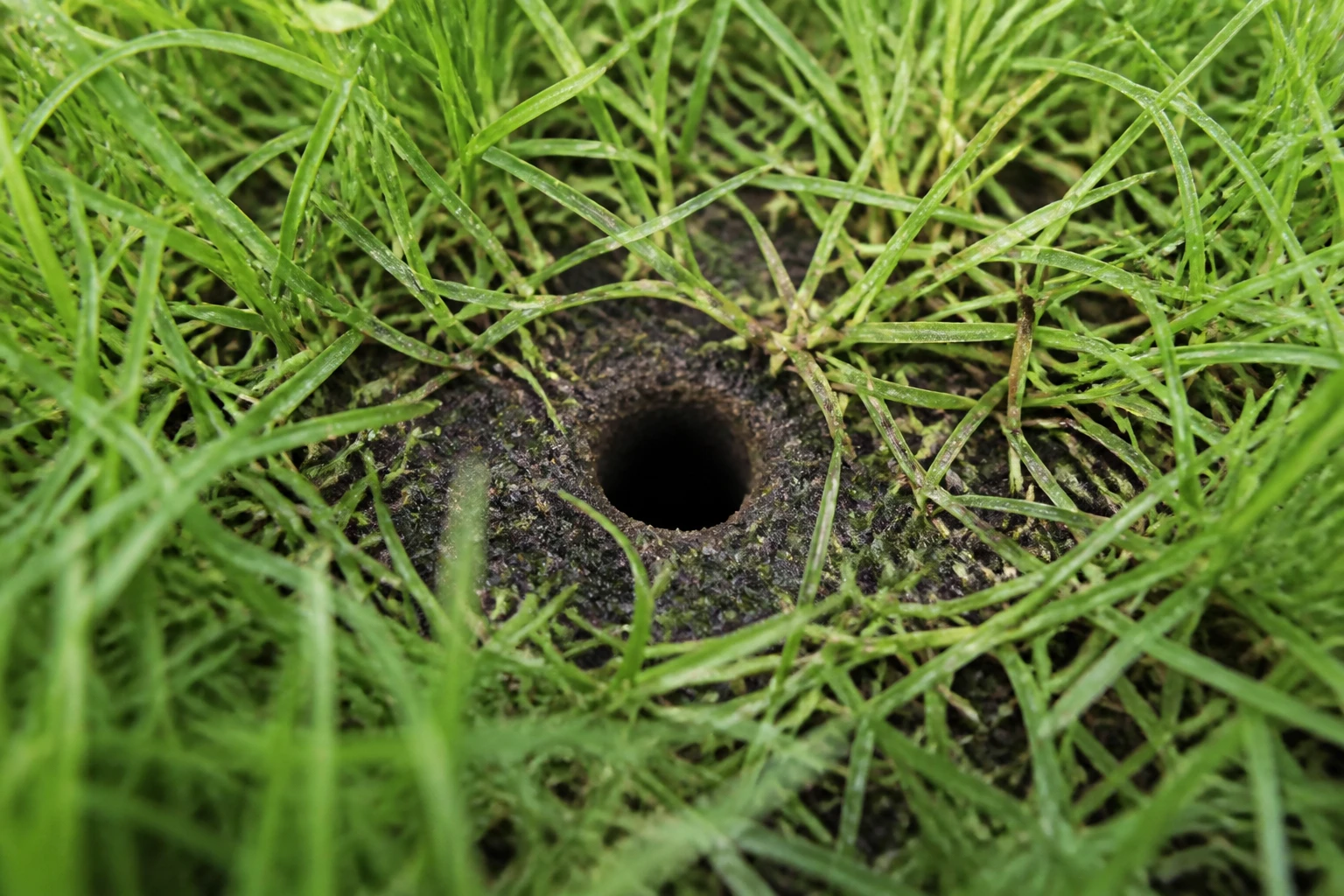 Trous dans le jardin sans monticule : identifier la cause et agir