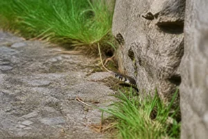 Couleuvre dans un jardin près d'un muret en pierre, végétation verte en arrière-plan