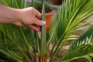 Main tenant la lance centrale d'un palmier pour tester si la plante est vivante ou morte
