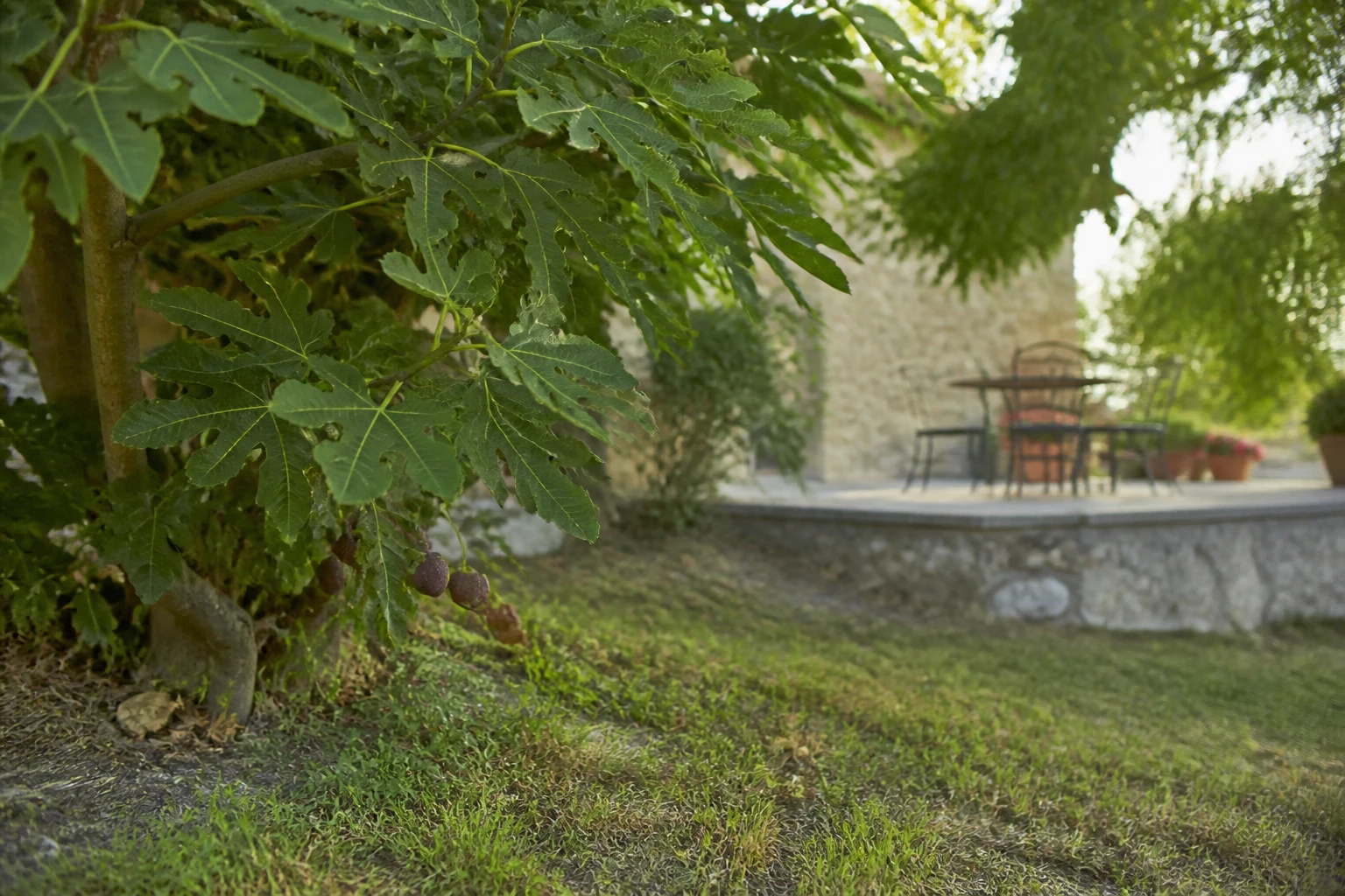 Figuier adulte planté dans un jardin, feuillage large et figues violettes sur les branches basses