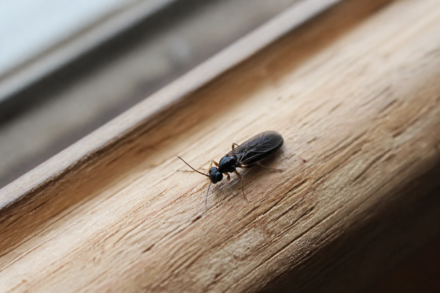 Petit insecte noir de 1 mm dans la maison : comment l’identifier