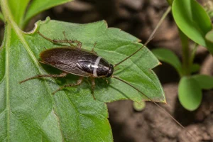 Cafard de jardin noir et blanc de type Ectobius posé sur une feuille verte au jardin