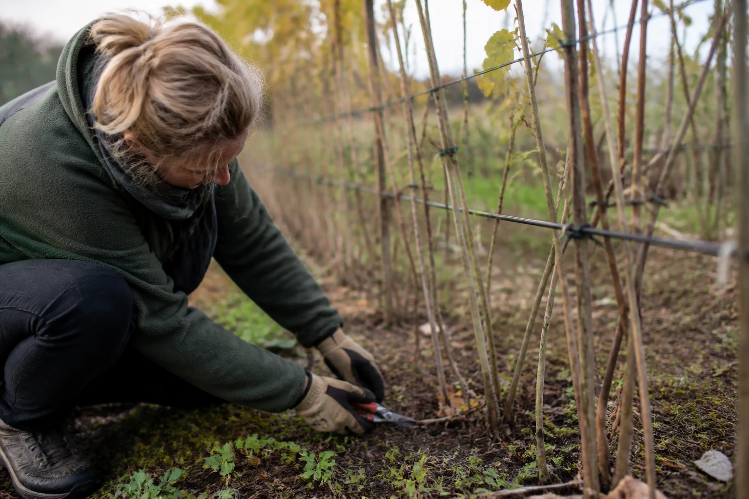 Comment tailler les framboisiers selon leur type de variété