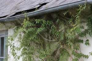 Chèvrefeuille grimpant envahissant une façade et une gouttière en zinc