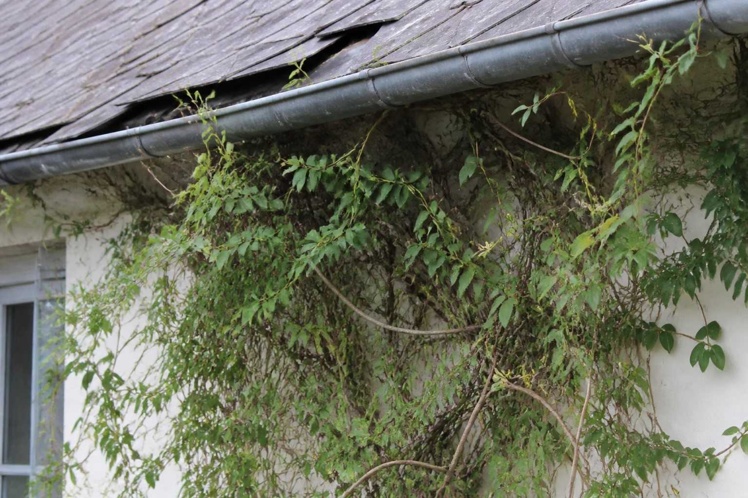 Inconvénient chèvrefeuille : ce qu’il faut savoir avant de planter