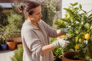 Femme taillant un citronnier en pot au sécateur sur une terrasse en fin d'hiver