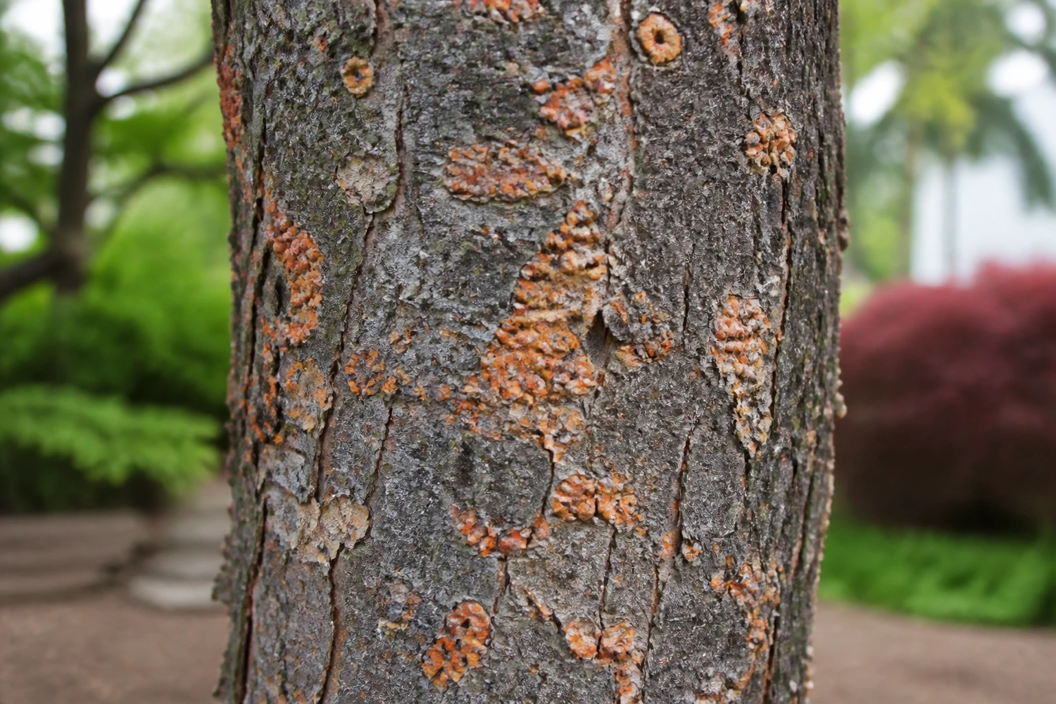 Savonnier arbre : les inconvénients à connaître avant de planter