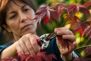 Jardinière taillant en biseau une branche d'érable du Japon aux feuilles pourpres dans un jardin