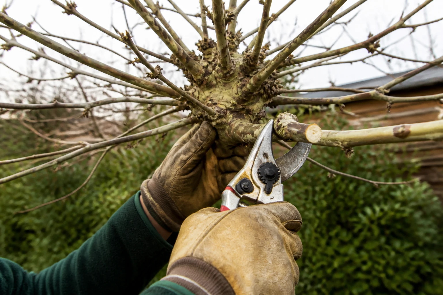 Taille du mûrier platane : le guide complet par âge d’arbre